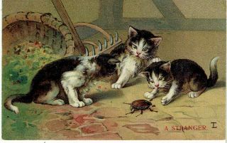 T L Or Lt Artist Signed Old Postcard Cats Curiously Watching A Beetle 1908 Emb