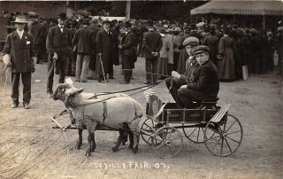 F51/ Seville Medina County Ohio Rppc Postcard 1907 Fair Sheep Cart Child 2
