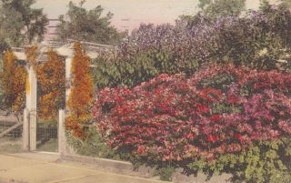 Vintage Postcard Barnhill Studio Gateway With Flora St Petersburg Fl