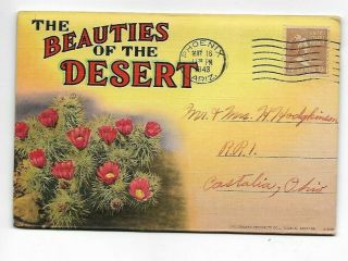 Vintage - Postcard Folder - The Beauties Of The Desert