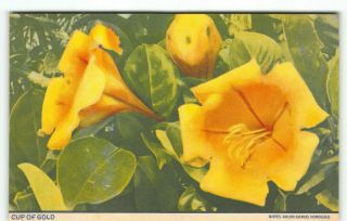 Cup Of Gold By Bates A Local Hawaii Published Series C1930s Postcard