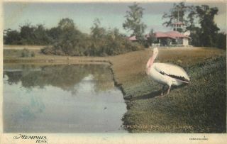 C - 1910 Pelican Overton Park Lake Memphis Tennessee Postcard Hand Colored 6202