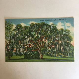 Suicide Oak City Park Orleans Louisiana Unposted Postcard