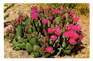 Beaver Tail Cactus Postcard Desert Area Southwest Arizona 1975 Flowering Cacti