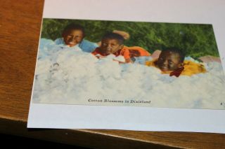 Cotton Blossoms In Dixieland Linen Postcard Black Americana,