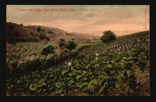 Puerto Rico Circa 1910 Picture Postcard - Tobacco & Sugar Groves - Z17244