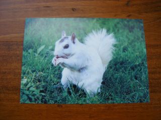 White Squirrel Post Card From Brevard,  Nc
