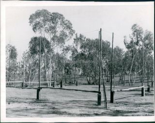 1955 Press Photo Landscape Calyptus Grove Nudist Camp Trees Volleyball 7x9