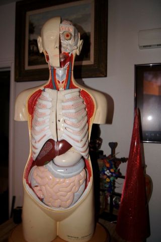 Denoyer - Geppert Human Torso Human Anotamy Model Medical Training Organ Trainer