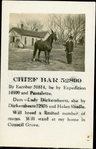Kansas Council Grove Standard Bred Horse Chief Bar Rppc Postcard 16110