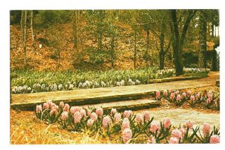 Vintage Postcard Hodges Gardens Highway 171 Louisiana Toledo Cards
