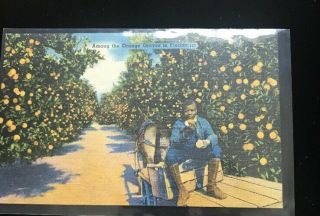 1940s Black Americana Postcard “ Among The Orange Groves In Florida”