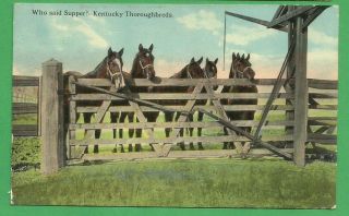 4 Kentucky Thoroughbreds (horses) At Fence Waiting To Eat/ " Who Said Supper " /pc