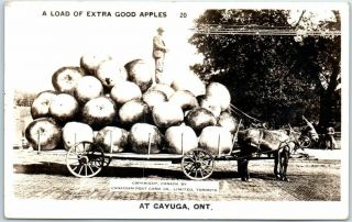 Cayuga On Canada Exaggeration Rppc Photo Postcard " Extra Good Apples " 1940s