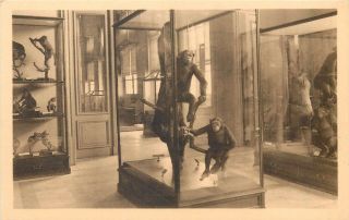 Tervueren - Musée Du Congo Belge / Belgian Congo Museum Chimpanzee Cage