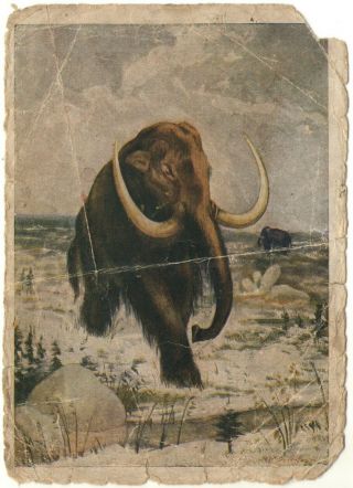 1931 Mammuthus Prehistoric Animals Paleontology Art Soviet School Education Card