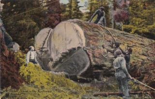Logging In The Northwest Washington - Oregon Postcard 1910 