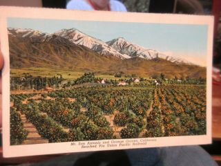 Vintage Old Postcard California Mount San Antonio Orange Groves Union Pacific Rr