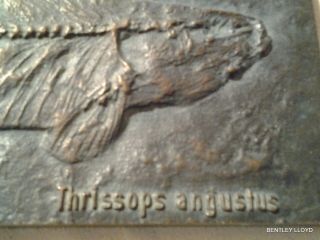 Bronze Plaque By Strassacker No.  0085 ‘thrissops Angustus’