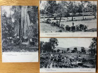 Vintage Postcards,  Australia,  Pioneer Life,  Fig Tree,  Dairy Farm,  Ox Cart,  Kerry