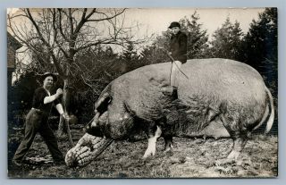 Exaggerated Pig & Corn Antique Real Photo Postcard Rppc Montage Collage