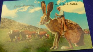 Cattle Punching On A Giant Jack Rabbit Postcard Cowboy Ranching 1412