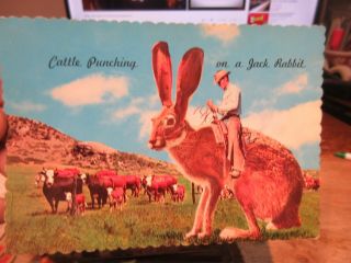 Vintage Old Postcard South Dakota Cattle Punching Jack Rabbit Giant Bunny Cowboy