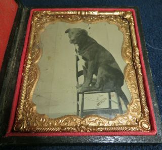 Rare Tintype Of Dog On Chair 1860s Framed Photograph Antique Wonderful Image