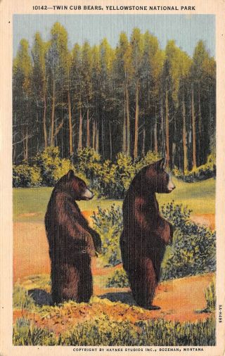 C21 - 7641,  Cub Bears,  Yellowstone National Park.