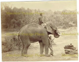 Old Ethnic Albumen Photo Elephant & Handlers Ceylon Pothacaries Co Antique 1880s