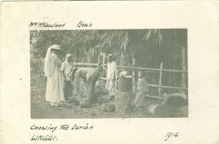 Mrs.  Mccausland,  Beech,  Choosing Durian,  Linggi Rp P/used 1914 Seremban,  Malaysia