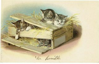 Helena Maguire Artist Drawn Old Postcard Kittens Cats In Wooden Crate Ub A & Mb