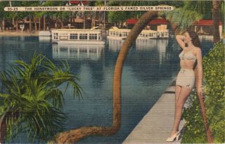 Vintage Bathing Beauty Postcard — Honeymoon Or Lucky Tree Silver Springs Florida
