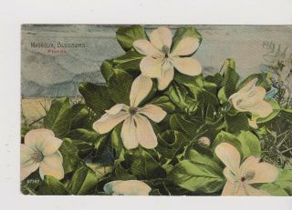 Vintage Linen Printed Unposted Postcard Magnolia Flower Florida 1951uncirculated