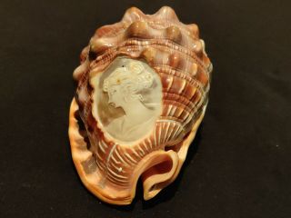 Vintage Antique Cameo Seashell Whole Conch Victorian