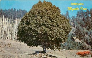 Oregon Myrtle Tree Or Postcard