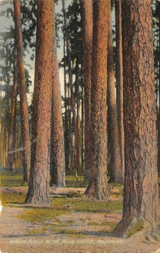 Mcalester Oklahoma Virgin Pines Tall Trees Log Down Wild & Wooly West 1910 Pck