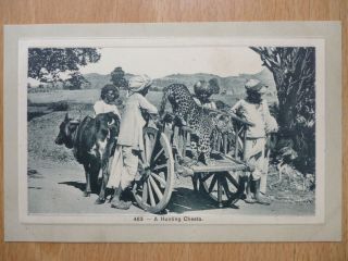 A Hunting Cheetah India Vintage Postcard Printed In Germany