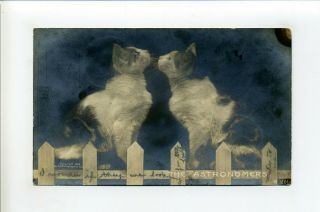 Antique Rppc Real Photo Postcard,  Two Cats On Fence Looking Up,  The Astronomers