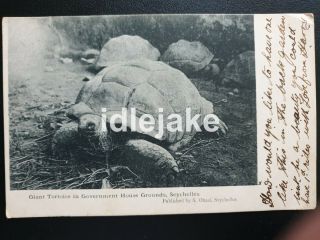 Turtles Seychelles Government House Grounds Postcard 1905