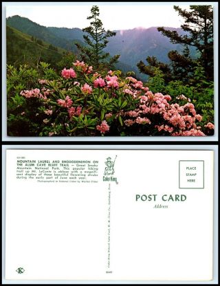 Tennessee Postcard - Great Smoky Mountains,  Mt Laurel Alum Cave Bluff Trail O27