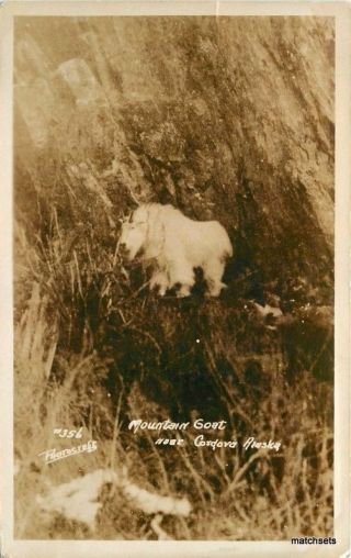C - 1910 Mountain Goat Cordova Alaska Photocraft Rppc Real Photo Postcard 2959