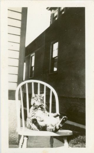 Vintage B/w Photo Snapshot - Big Fat Cat Sitting In A Chair Showing His Belly