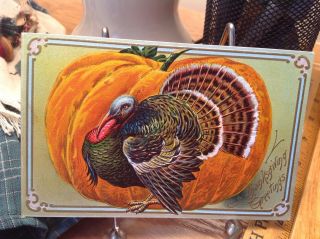 Vintage Thanksgiving Postcard Turkey In Front Of Big Pumpkin