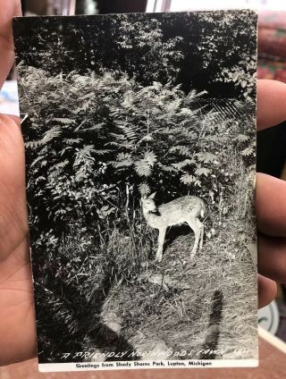 Greetings From Shady Shores Park Deer/fawn Lupton Michigan Rppc Real Photo
