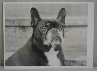 Antique Vintage Black & White Boston Terrier Dog Photo Print 9 " X 7 "