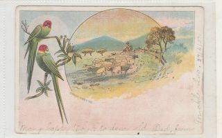 Vintage Postcard Early Wigg Chromo South Australia Sheep Droving 1900s
