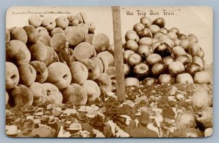 President Taft Exaggerated Fruits 1909 Antique Real Photo Postcard Rppc Montage
