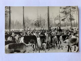 1915 Old Postcard Finland Suomi Porotokka Renhjord Reindeer