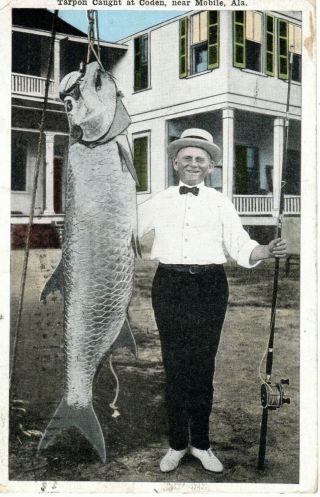 1919 Mobile Al - Man,  Rod & Reel With Tarpon Caught At Coden - Tinted View